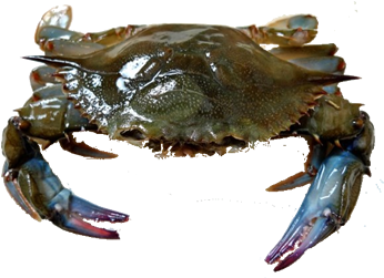 Soft Shell Crab Whole - Soft Shell Crab (500x250), Png Download