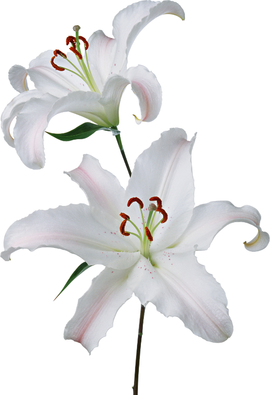 White Lilies - White Lilies Transparent (546x800), Png Download