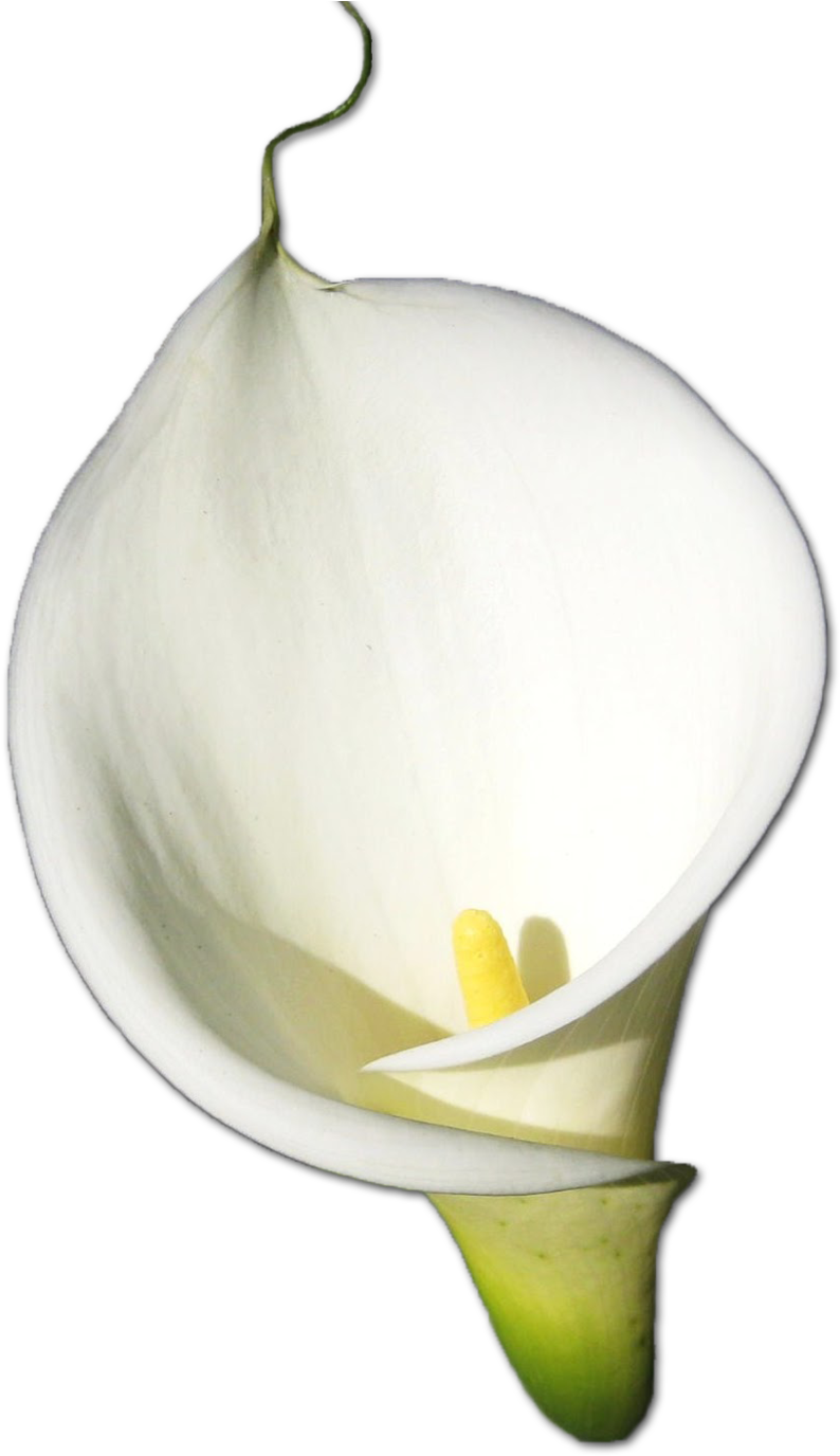 Calla Lily Essence (1000x1391), Png Download
