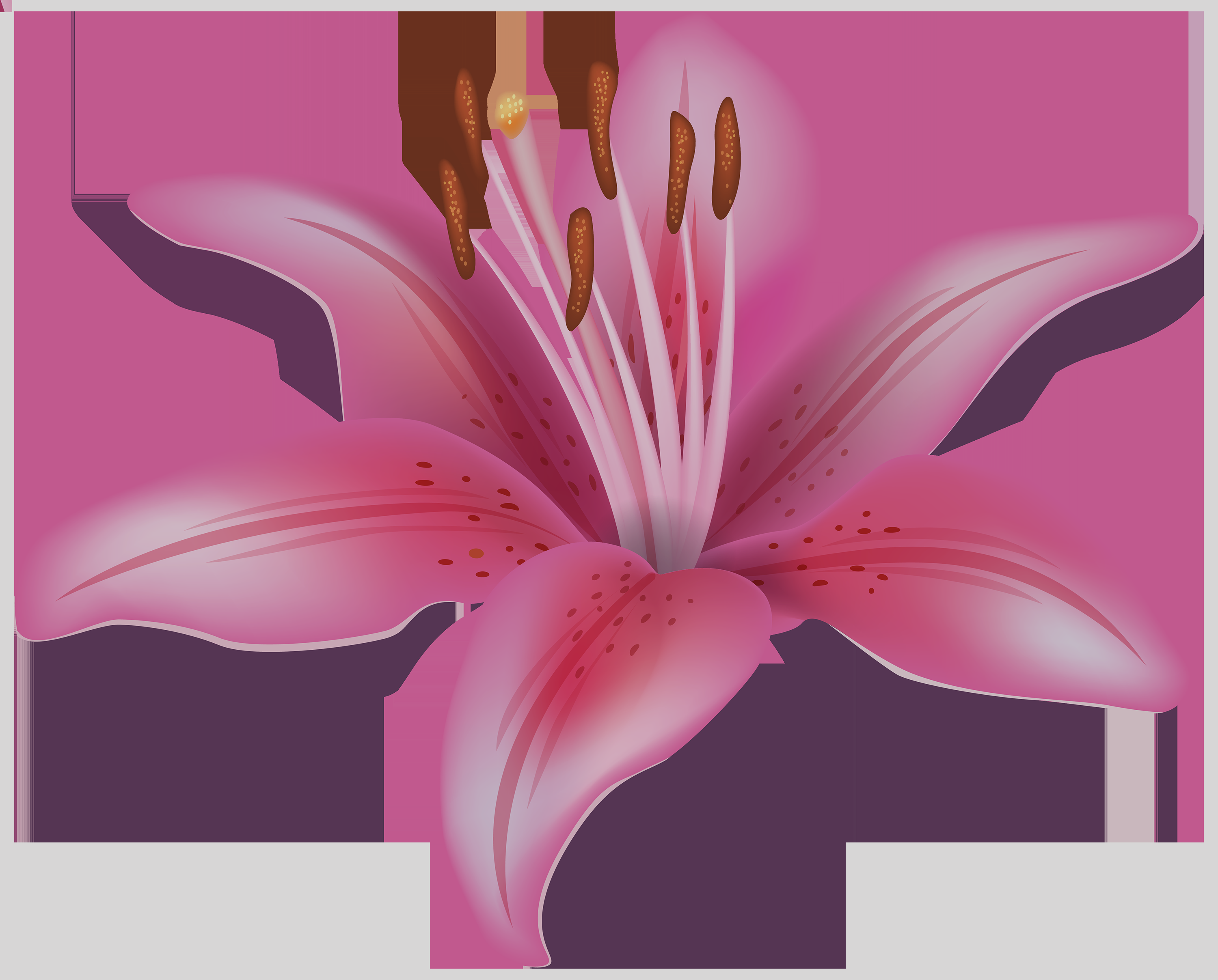 White Lily Flower Clipart Download White Lily Flower - Clip Art (3000x2415), Png Download