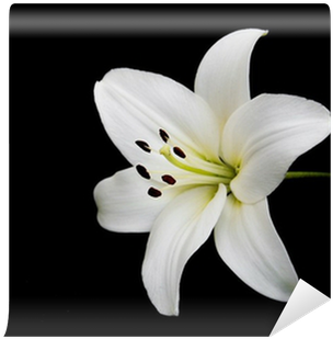 Lily (400x400), Png Download