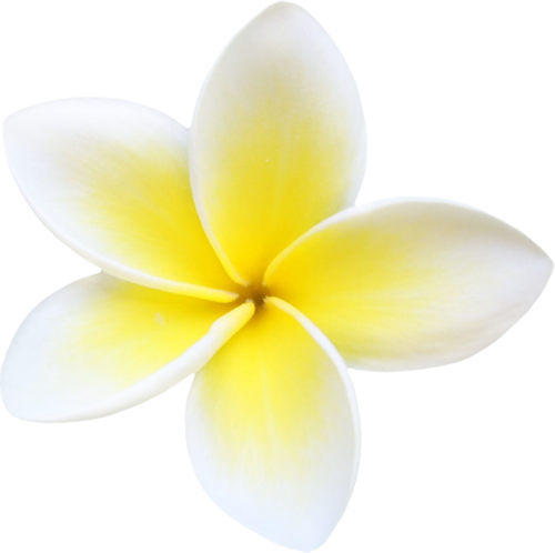 Plumeria Png File - Plumeria Png (500x498), Png Download