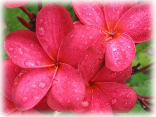 Plumeria Rakta Lala - Frangipani (500x375), Png Download