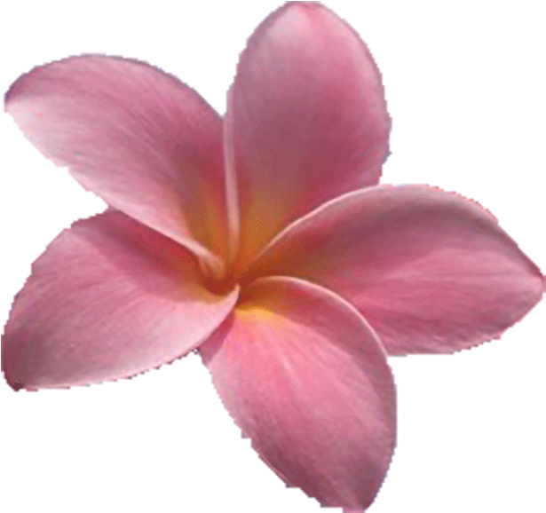 Maui (654x640), Png Download