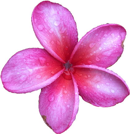 Maui - Frangipani (480x640), Png Download