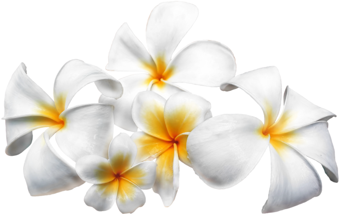 Фотки New Pins, Thankful - Frangipani (800x533), Png Download