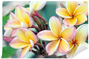 Frangipani Tropical Spa Flower, Plumeria - Pixxprint Monoi Blüten Auf Hawaii , 60x40cm Auf Leinwandbild (400x400), Png Download