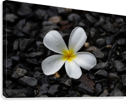 White Plumeria Flower On Pebble Canvas Print - Frangipani (429x343), Png Download