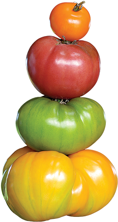 Heirloom Tomato Png (635x435), Png Download