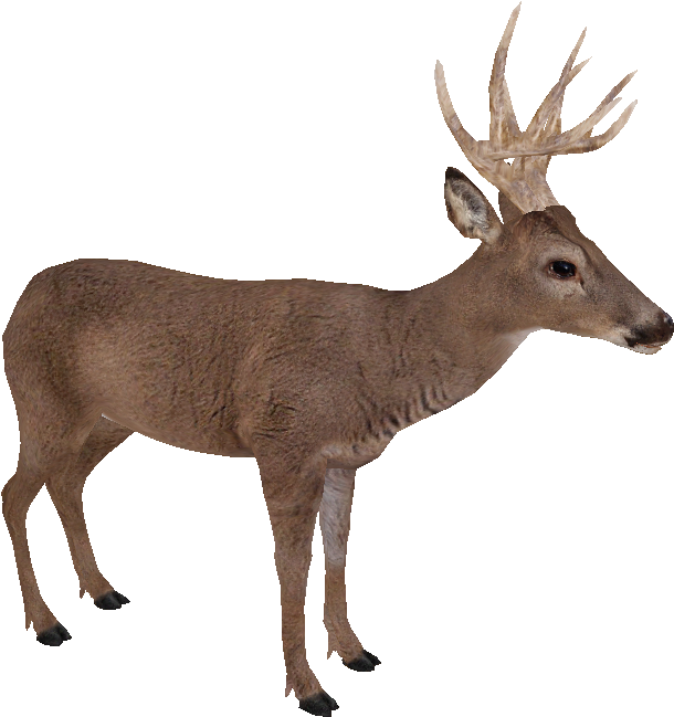 White-tailed Deer - Zoo Tycoon 2 White Tailed Deer (700x700), Png Download