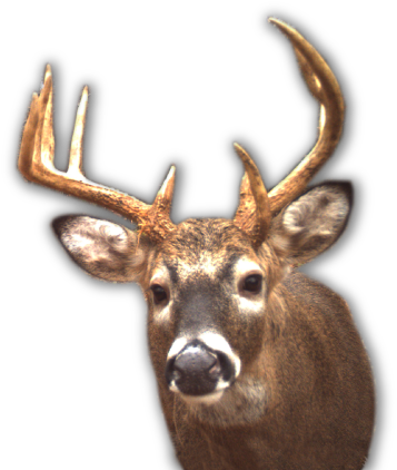 Bowhunting Whitetails - Whitetail Deer Head Png (400x426), Png Download