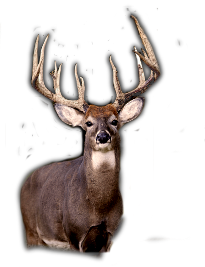 View New Features - Elk (653x850), Png Download