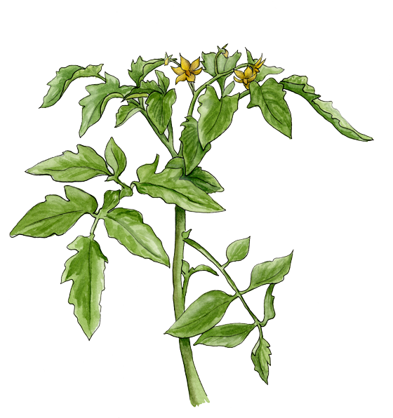 Flowering Tomato Plant - Planta De Tomate Png (560x596), Png Download