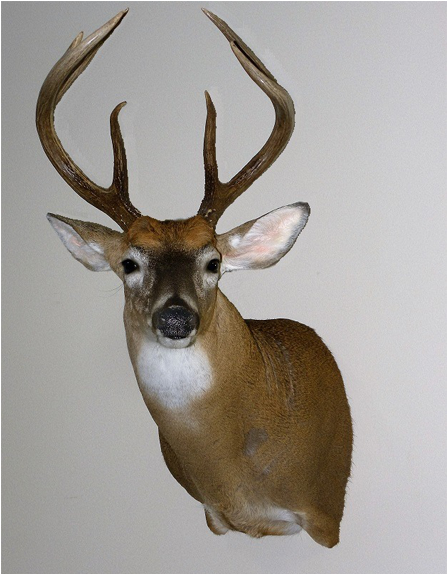 High Quality Whitetail Taxidermy - Deer (600x600), Png Download