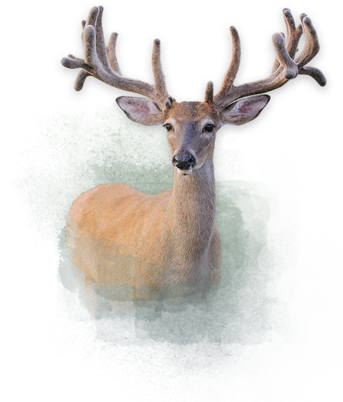 Deer Deer Deer - Deer (509x628), Png Download
