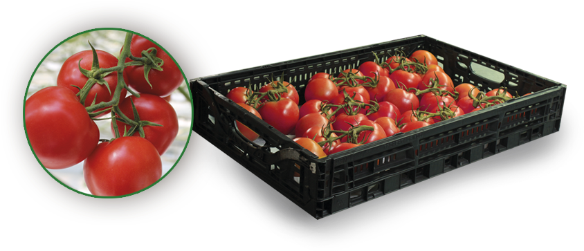 Tomatoes On The Vine - Plum Tomato (947x375), Png Download