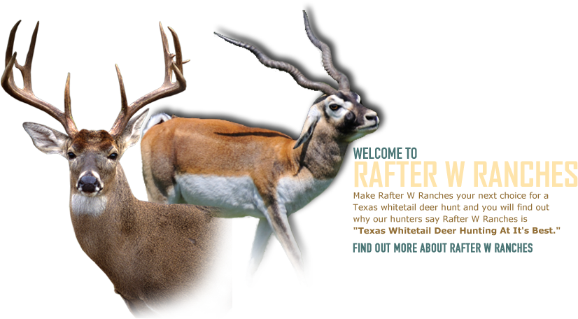 Big Whitetail Deer (825x472), Png Download