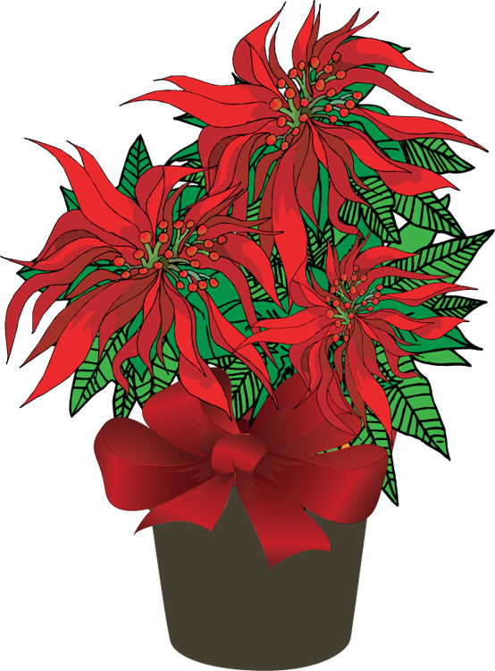 Poinsettia Clipart - Poinsettia Plant Clip Art (554x750), Png Download