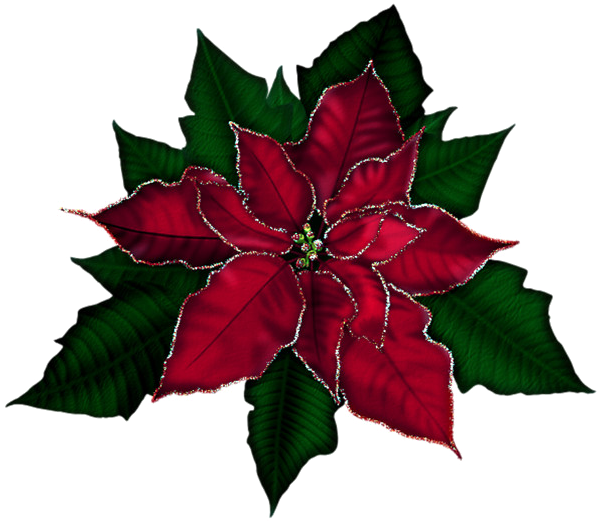Poinsettia Png Transparent Image - Poinsettia Png (600x600), Png Download