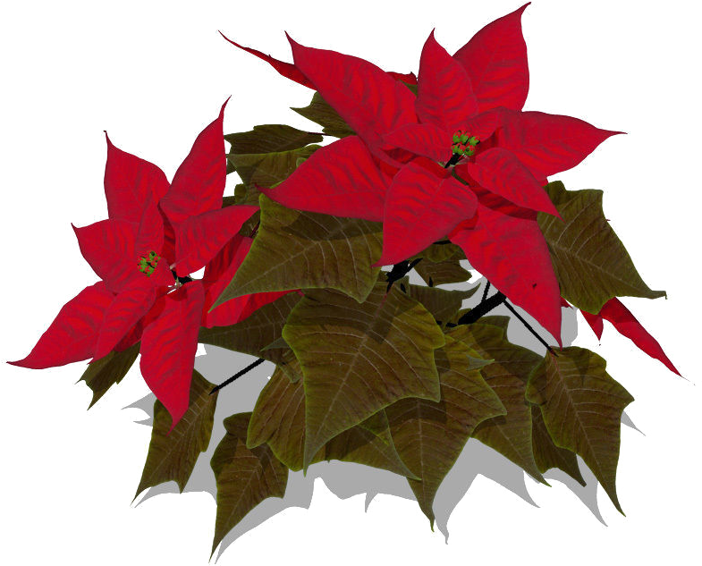 Poinsettia Transparent - Poinsettia 3d Model (800x800), Png Download