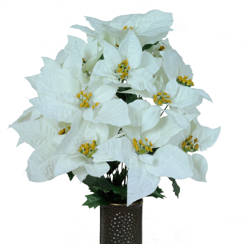 White Poinsettia (800x800), Png Download