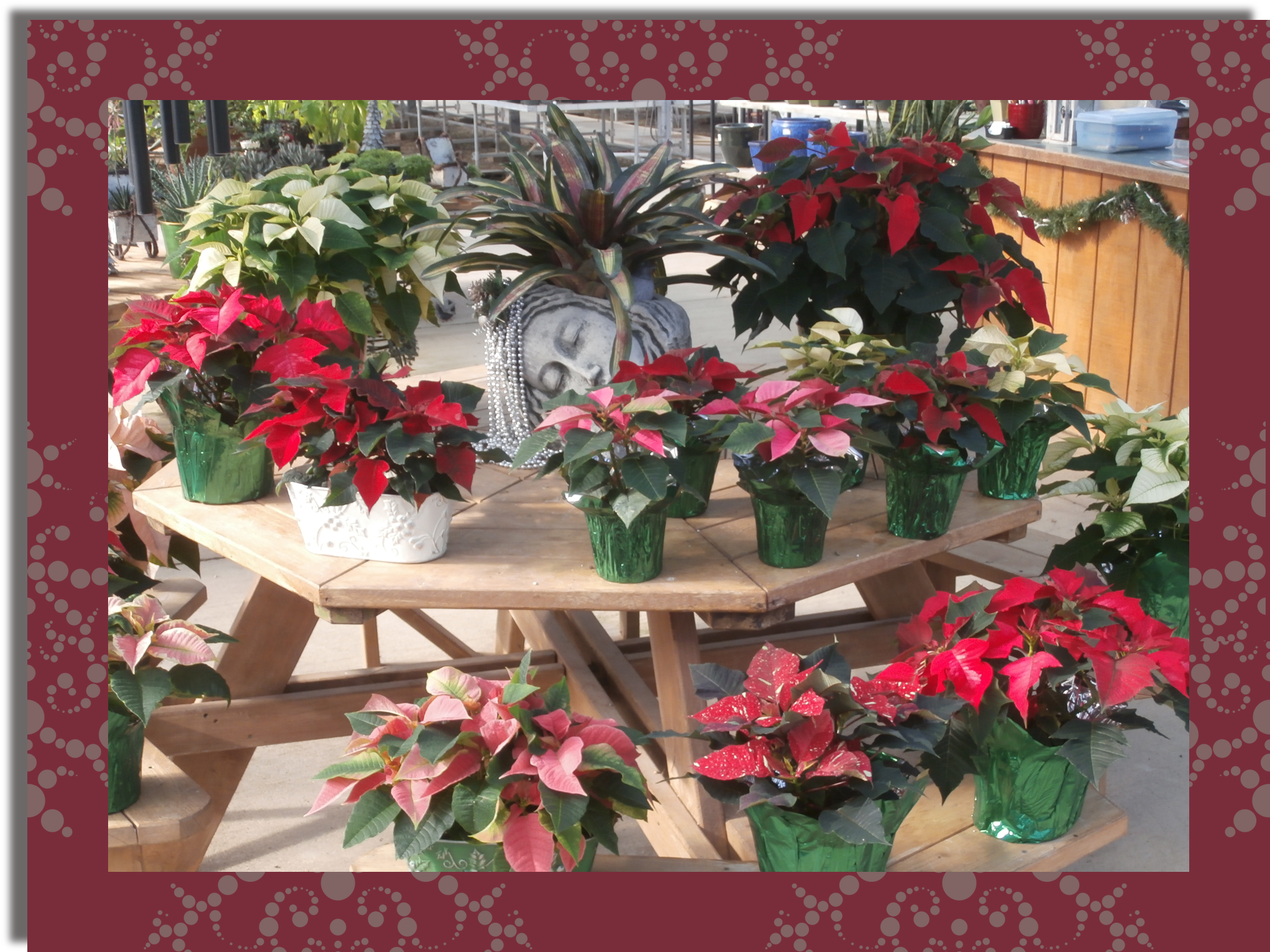 ← Country Colors Holiday Hours - Geranium (3000x2250), Png Download