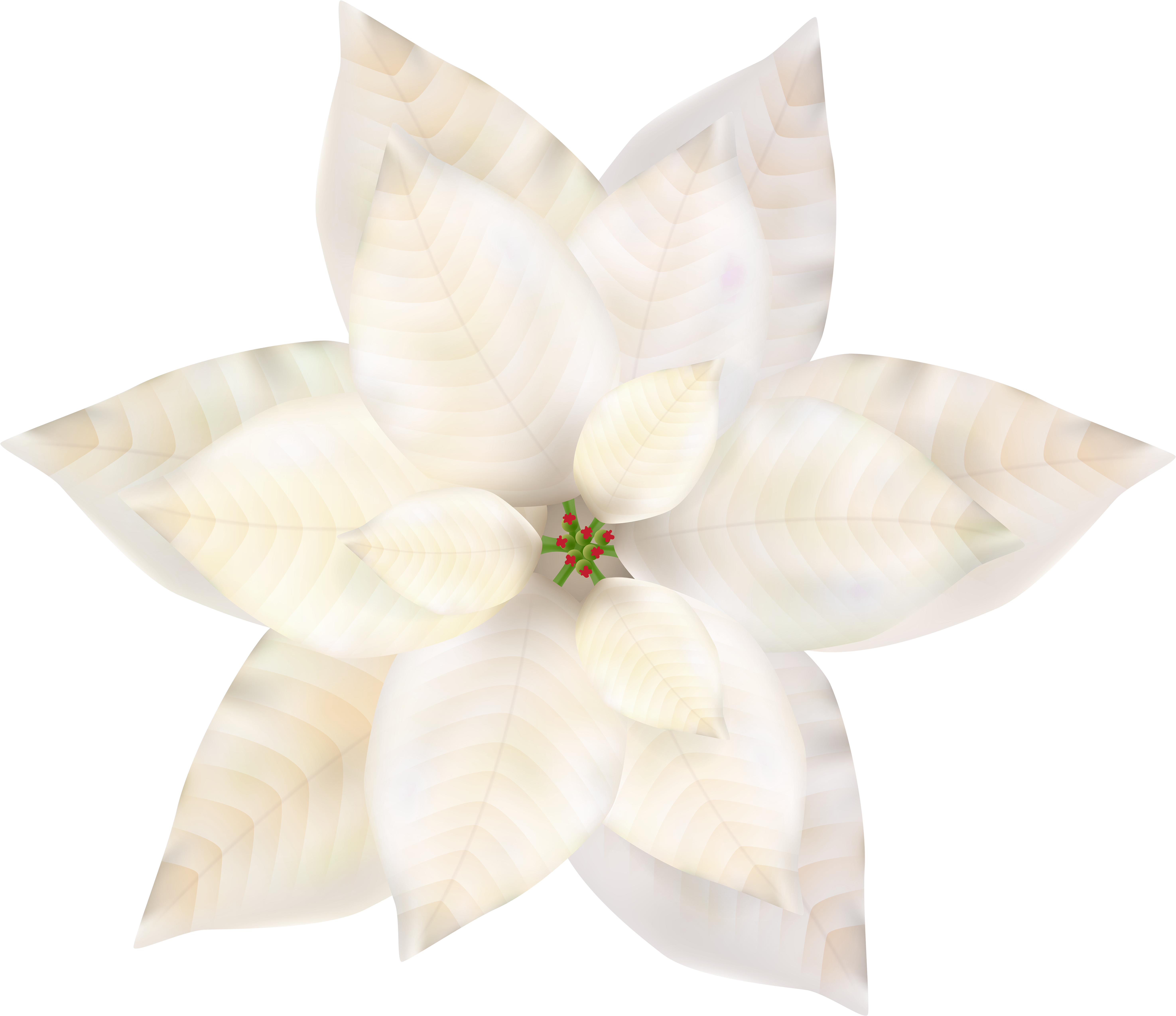Christmas White Poinsettia Png Clip Art - White Poinsettia Png (600x518), Png Download