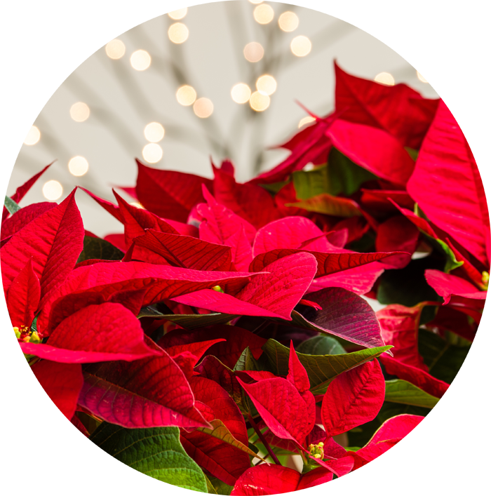 Le Poinsettia, Facile Ou Difficile - Poinsettia (700x707), Png Download