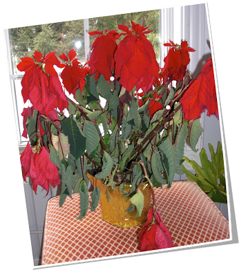 A Nyone Remember Urkell From That Annoying Sitcom The - Amaryllis Belladonna (354x400), Png Download