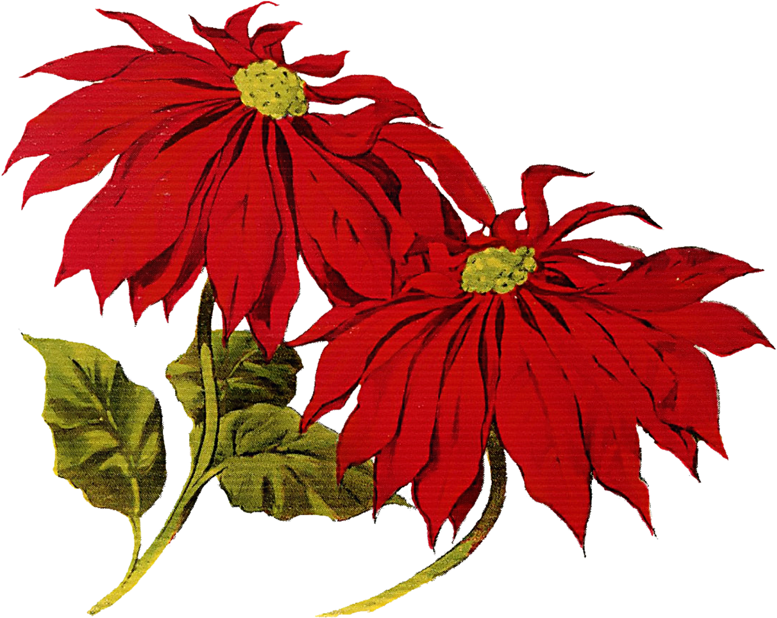 Poinsettia Clipart Merry Christmas - Christmas Vintage Clip Art (1600x1352), Png Download