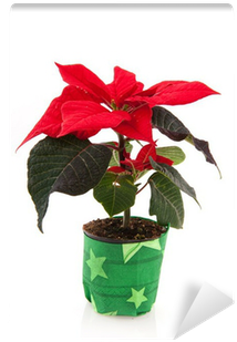 Single Poinsettia In Green Paper Decora Shot Glass (400x400), Png Download