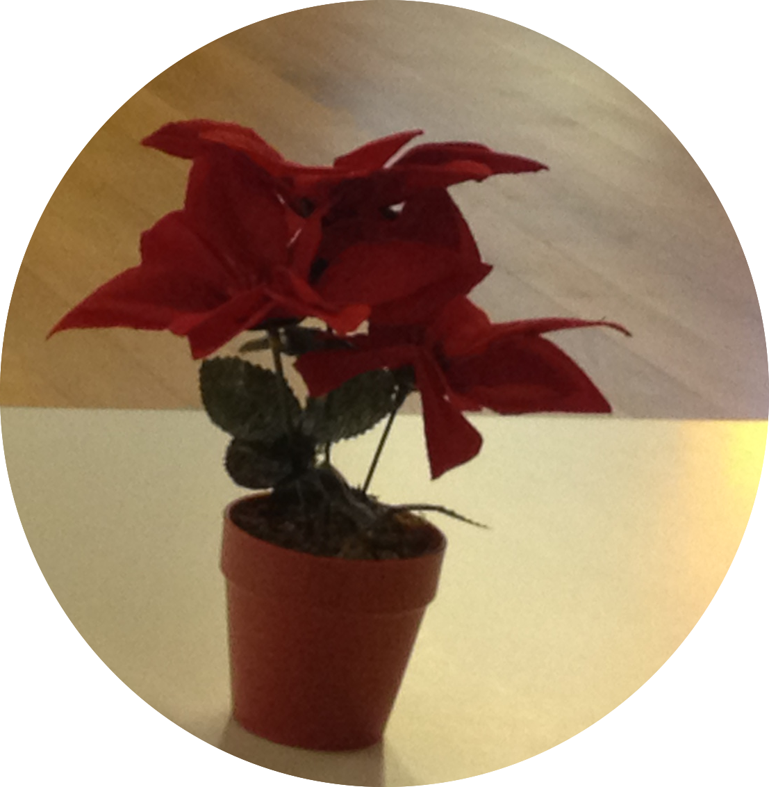 Poinsettia (1107x1132), Png Download