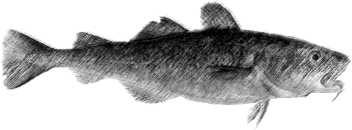 Catfish Drawing Realistic - /m/02csf (1250x499), Png Download