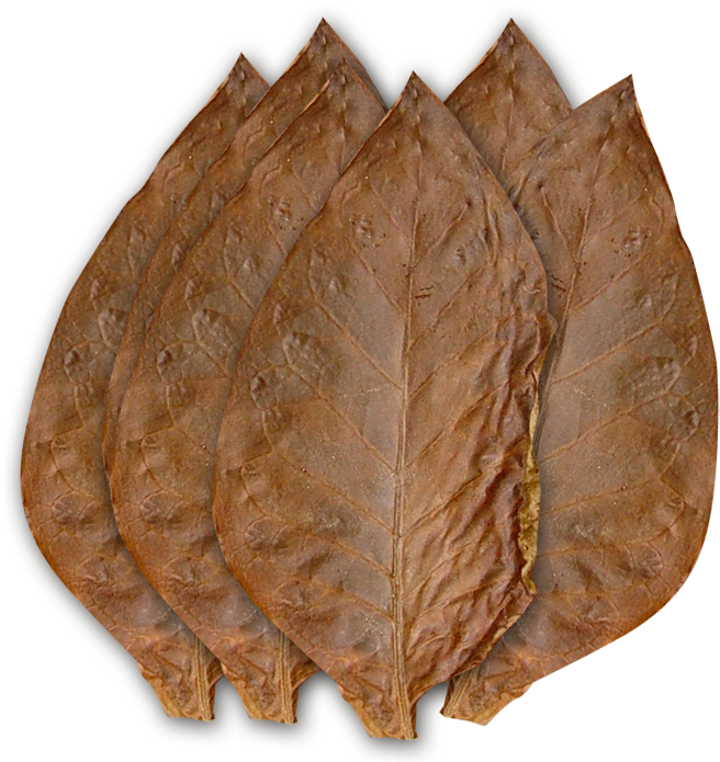 Smoking Eating Tobacco Could It Be Less Harmful - Tobacco Leaf No Background (700x700), Png Download