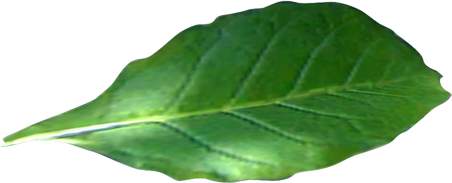 Tobacco Plant Png (1000x1000), Png Download