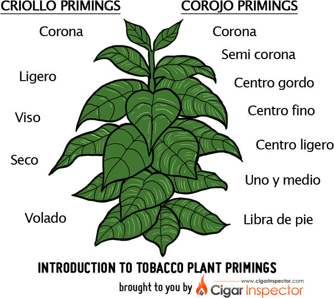 Tobacco Plant Primings Chart - Tobacco Plant Drawing (800x657), Png Download