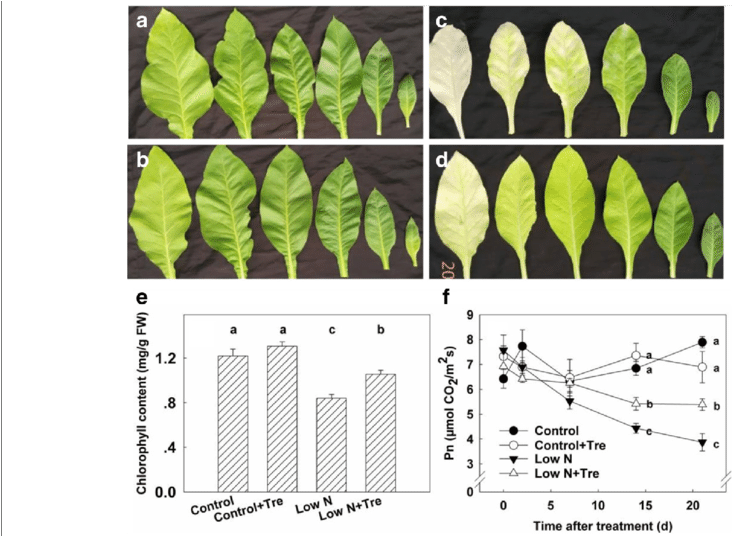 Leaves Of Tobacco Seedlings Without Or With (b And - Nitrogen And Trehalose In Plants (850x535), Png Download
