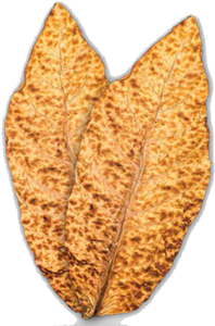 Tobacco Leaf Products - Sopariwala Exports (400x300), Png Download