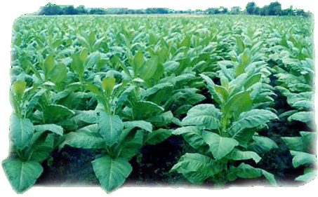 Finally, While It Is Pinpointed As Cancer Causing, - Tobacco Plant In The Philippines (473x318), Png Download