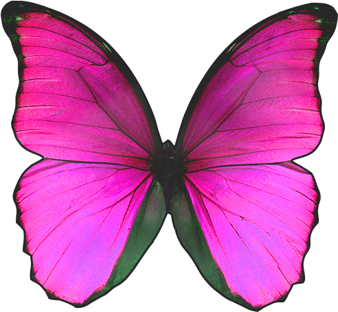 Visit - Blue Butterfly With No Background (500x500), Png Download