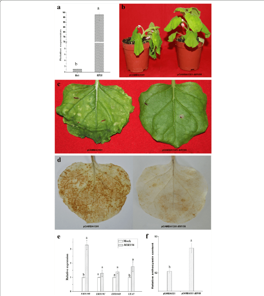Of Mir156 In Tobacco Infiltrated By Agrobacterium Tumefaciens - Herbaceous Plant (850x953), Png Download