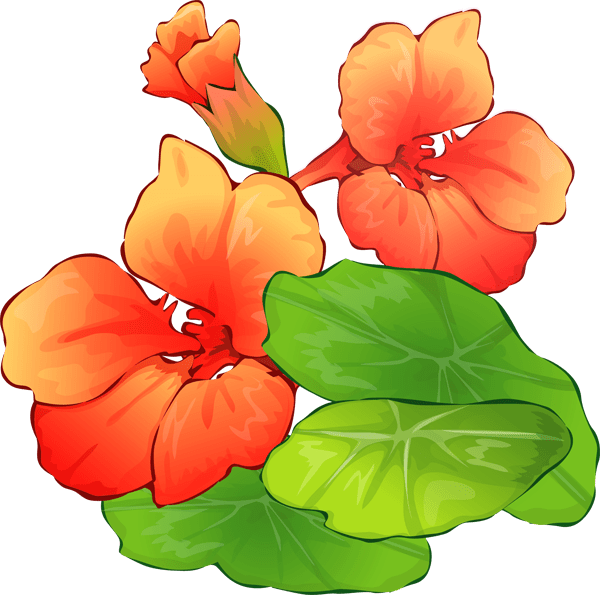 Summer Flower Clipart (600x595), Png Download