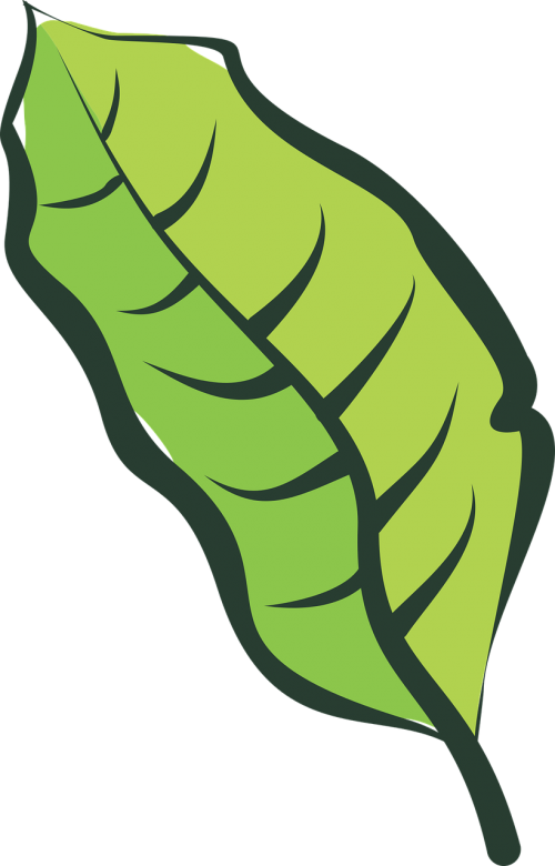 Leaf (500x780), Png Download