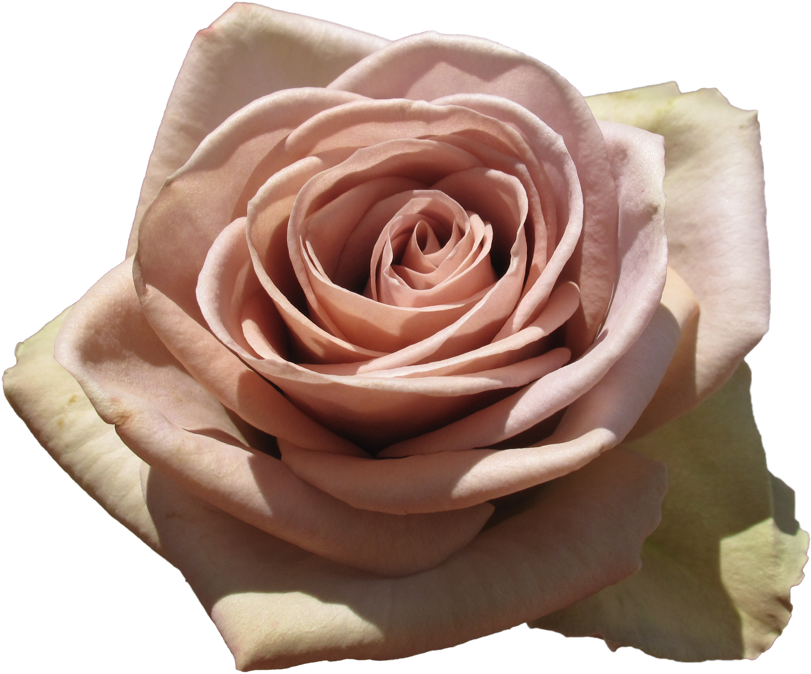 Rose Amnesia - Amnesia And Faith Roses (3396x2547), Png Download