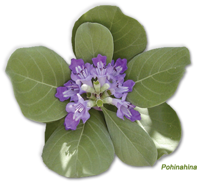 Home-pohinahina - Hawaii (425x401), Png Download