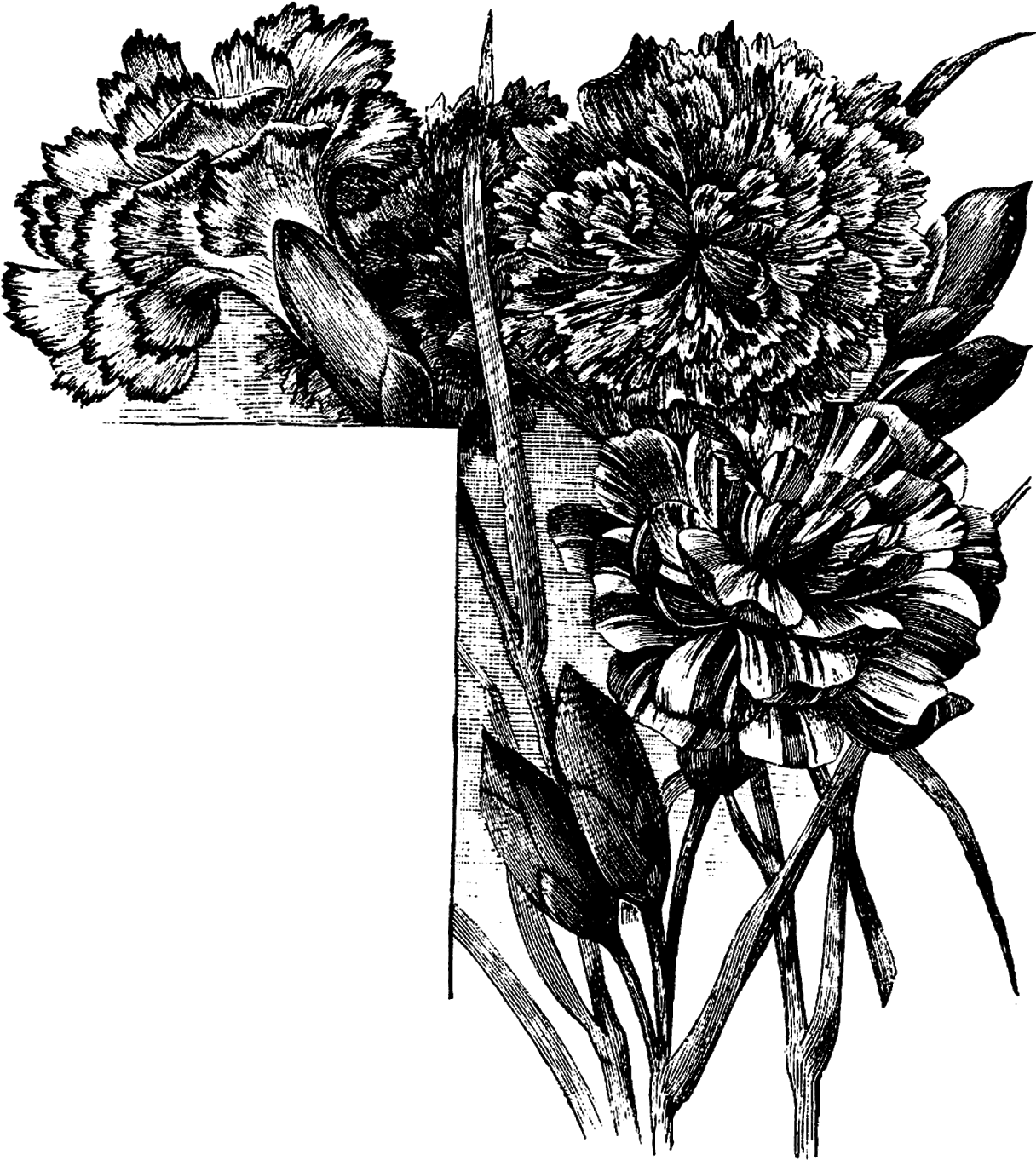 Digital Flower Corner Design Downloads - Flowers Corner Black And White Png (1398x1600), Png Download