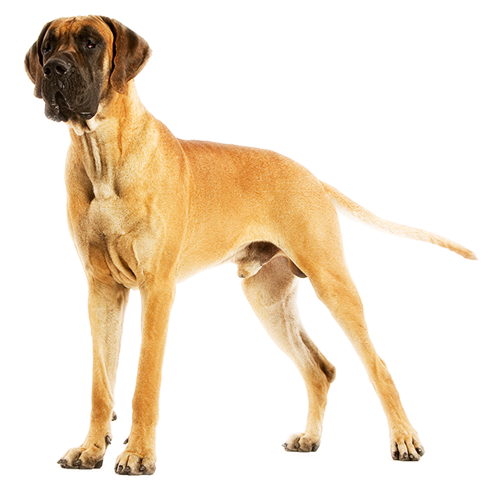 Your Extra-large Pet Needs High Levels Of Carefully - Tete Dogue Allemand Fauve (900x700), Png Download