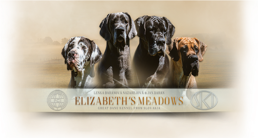 Boxer (1000x465), Png Download