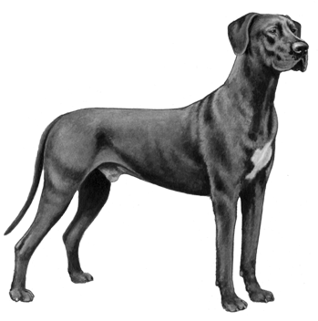 Great Dane - B&w - Great Dan Png (450x360), Png Download