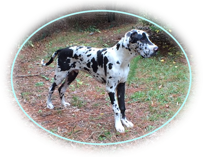 Hamlet, Hazel, Hefina, Hasani - Dalmatian (683x514), Png Download